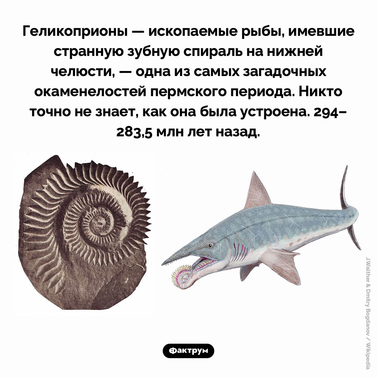 Геликоприоны. Геликоприоны — ископаемые рыбы, имевшие странную зубную спираль на нижней челюсти, — одна из самых загадочных окаменелостей пермского периода. Никто точно не знает, как она была устроена. 294–283,5 млн лет назад.