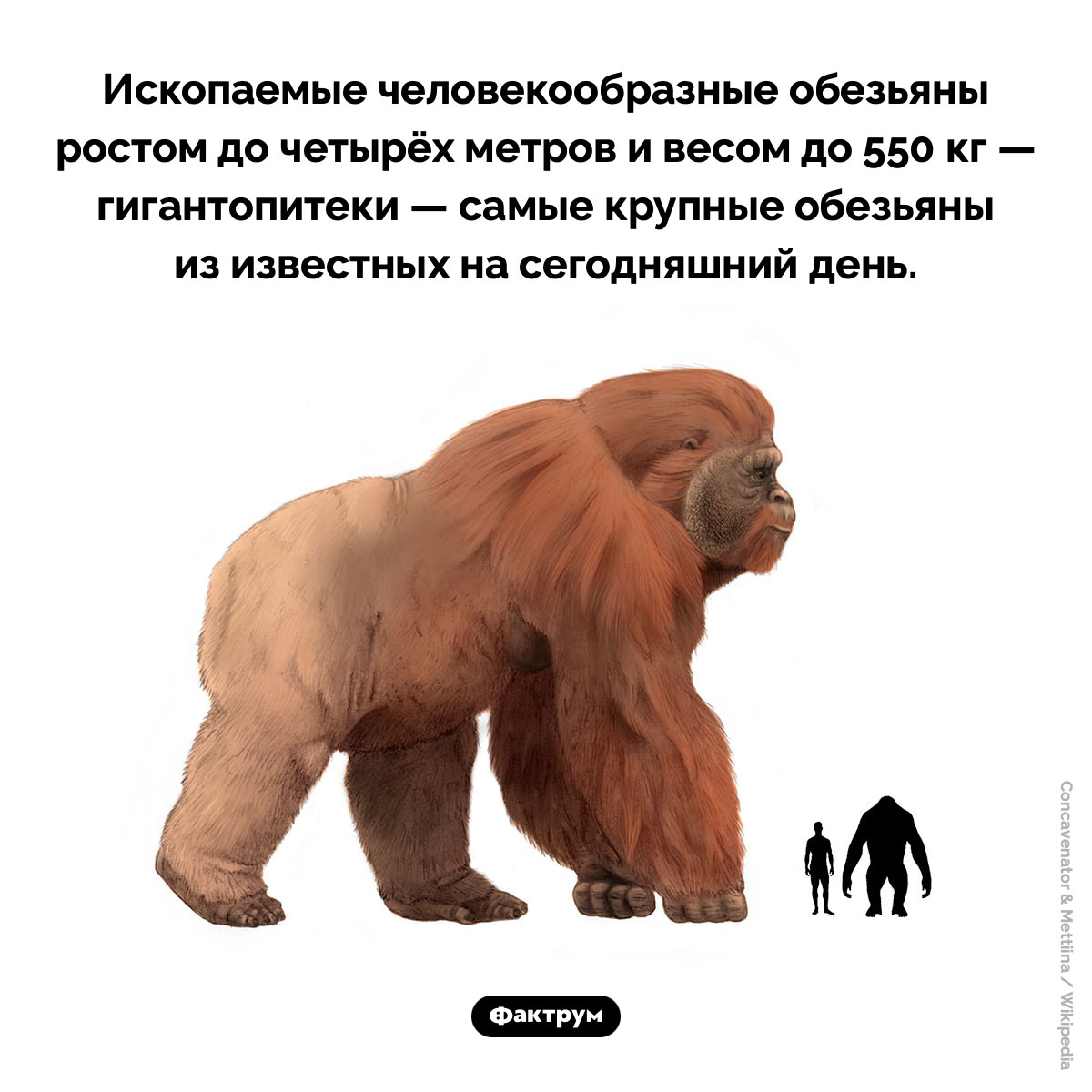 Гигантопитеки. Ископаемые человекообразные обезьяны ростом до четырёх метров и весом до 550 кг — гигантопитеки — самые крупные обезьяны из известных на сегодняшний день. 2 млн — 300 тыс. лет назад.