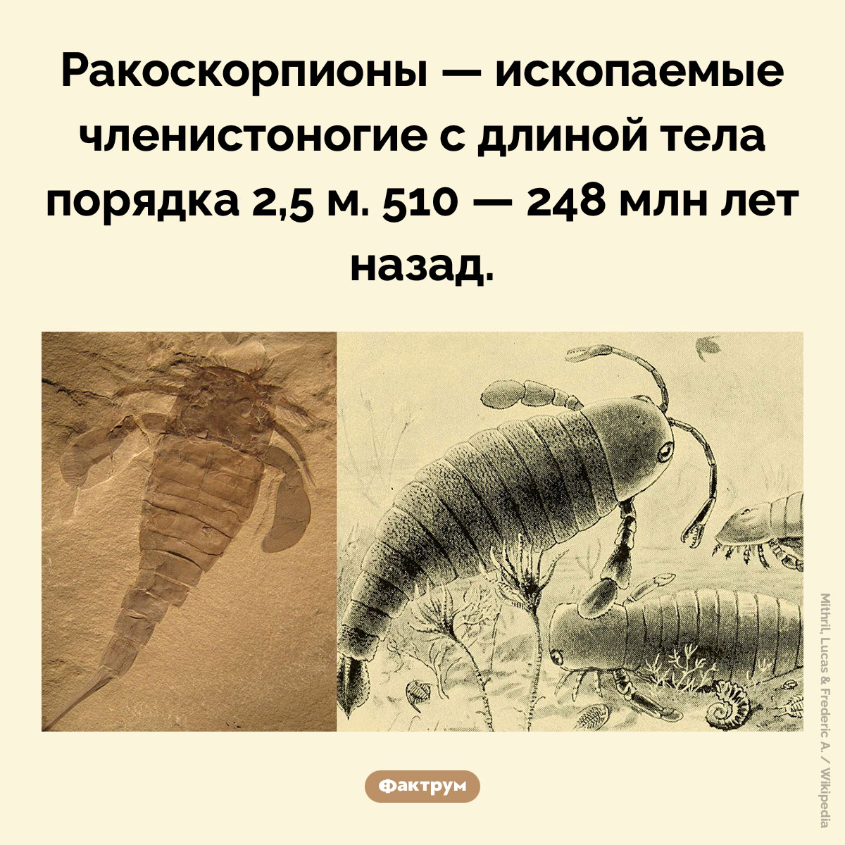 Ракоскорпионы. Ракоскорпионы — ископаемые членистоногие с длиной тела порядка 2,5 м. 510 — 248 млн лет назад.