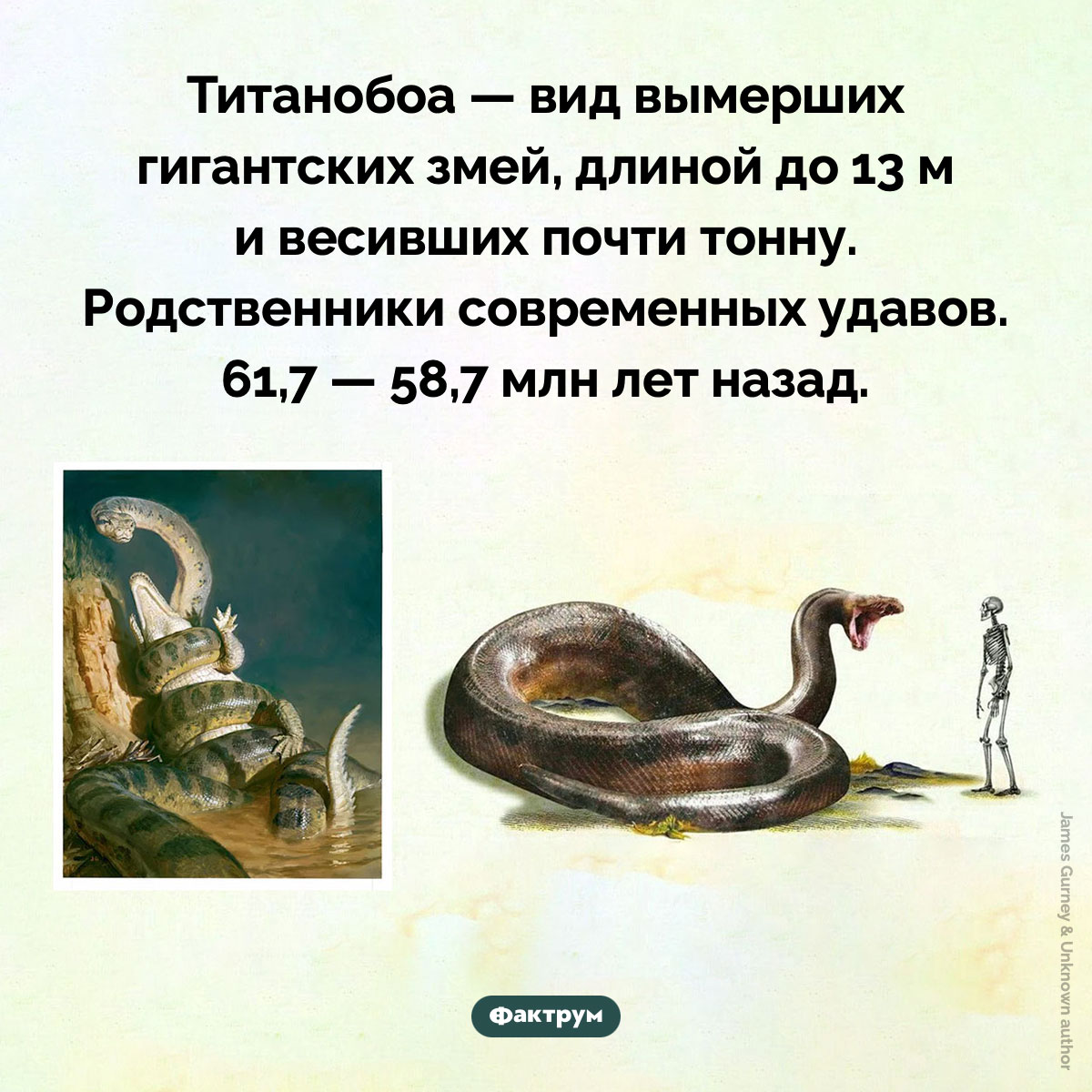 Титанобоа. Титанобоа — вид вымерших гигантских змей, длиной до 13 м и весивших почти тонну. Родственники современных удавов. 61,7 — 58,7 млн лет назад.