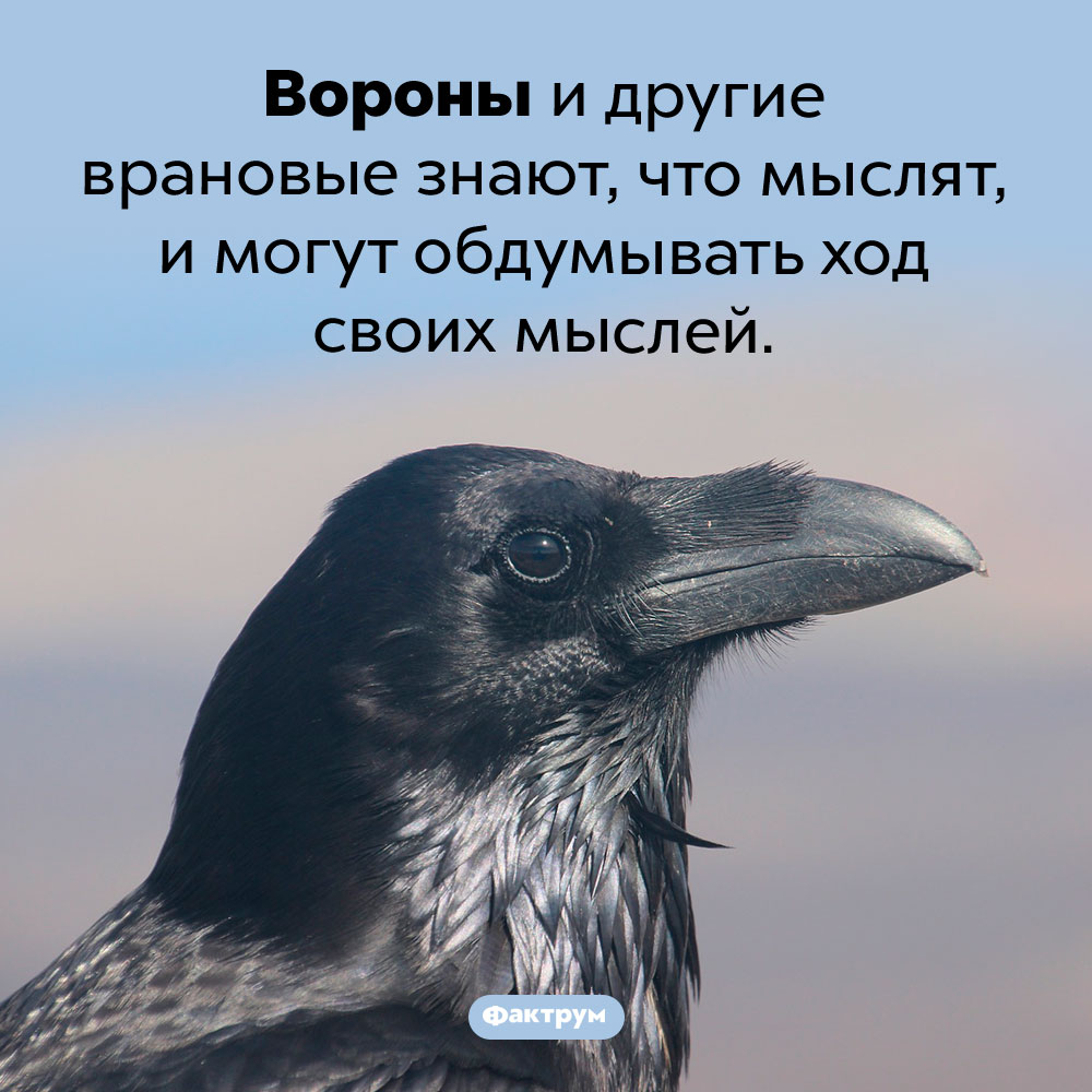 Вороны знают, что они мыслят. Вороны и другие врановые знают, что мыслят, и могут обдумывать ход своих мыслей. 