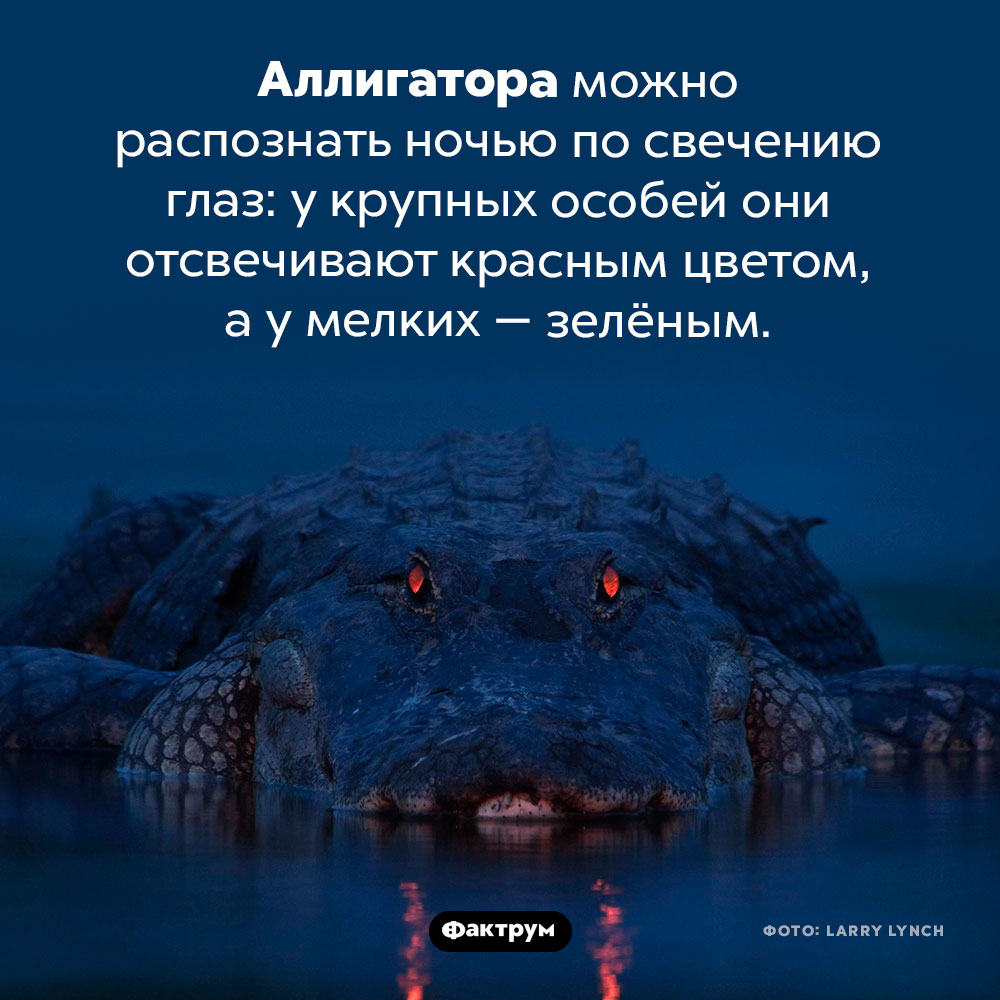 Как узнать, что к вам подкрался аллигатор. Аллигатора можно распознать ночью по свечению глаз: у крупных особей они отсвечивают красным цветом, а у мелких — зелёным.