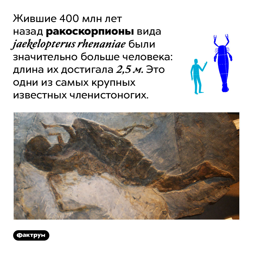 Ракоскорпионы двухметровой длины. Жившие 400 млн лет назад ракоскорпионы вида jaekelopterus rhenaniae были значительно больше человека: длина их достигала 2,5 м. Это одни из самых крупных известных членистоногих.
