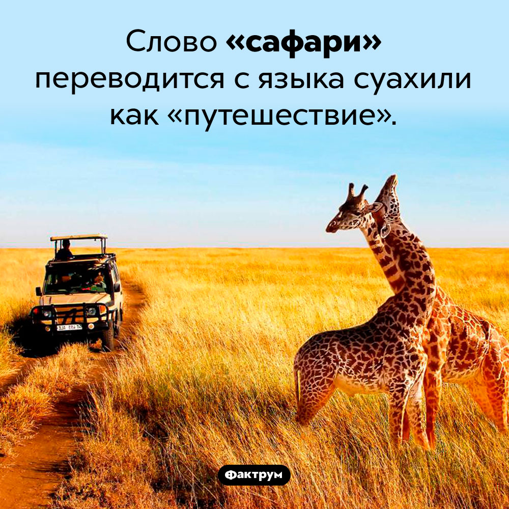 Как переводится слово «сафари». Слово «сафари» переводится с языка суахили как «путешествие».