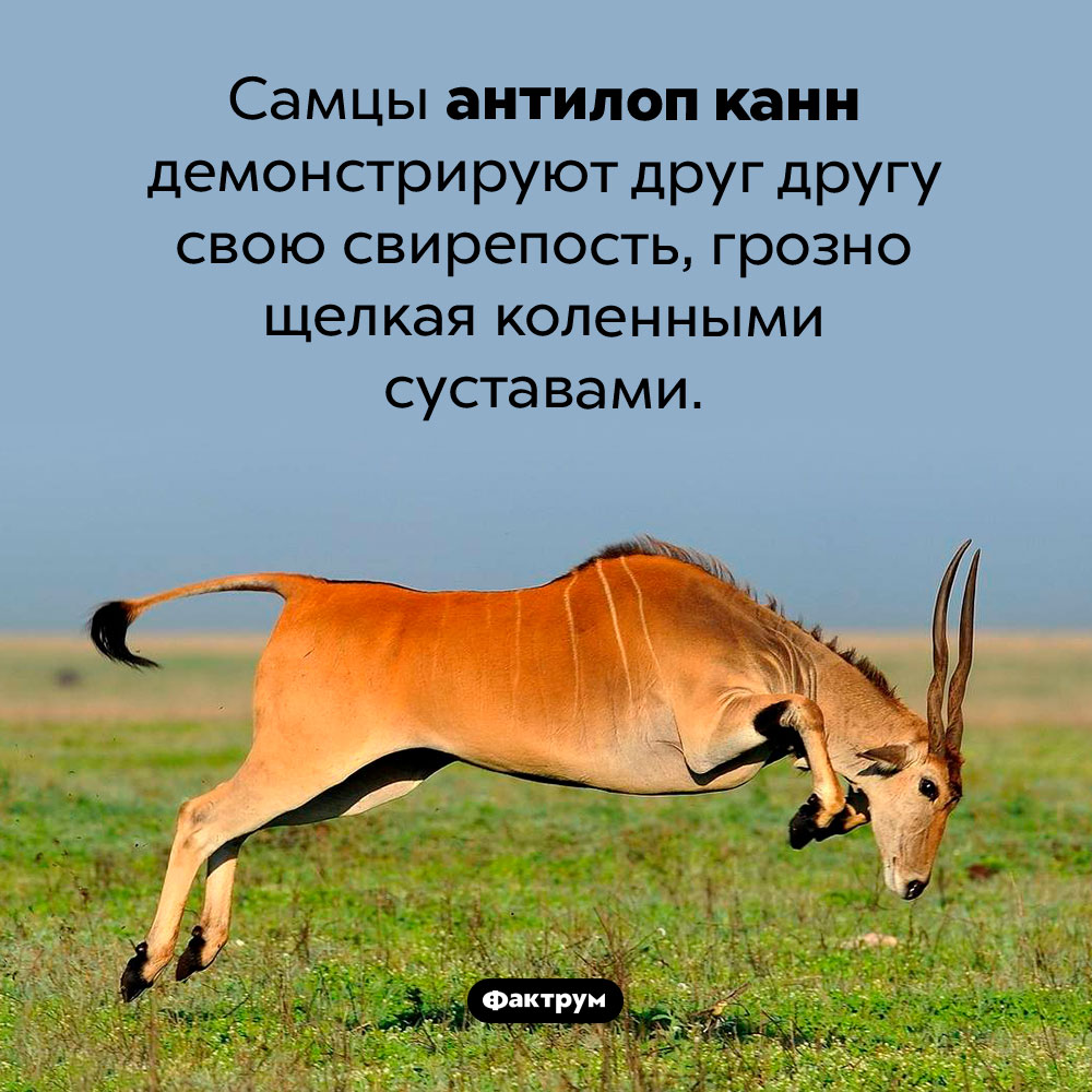 Очень грозные антилопы канны. Самцы антилоп канн демонстрируют друг другу свою свирепость, грозно щелкая коленными суставами.