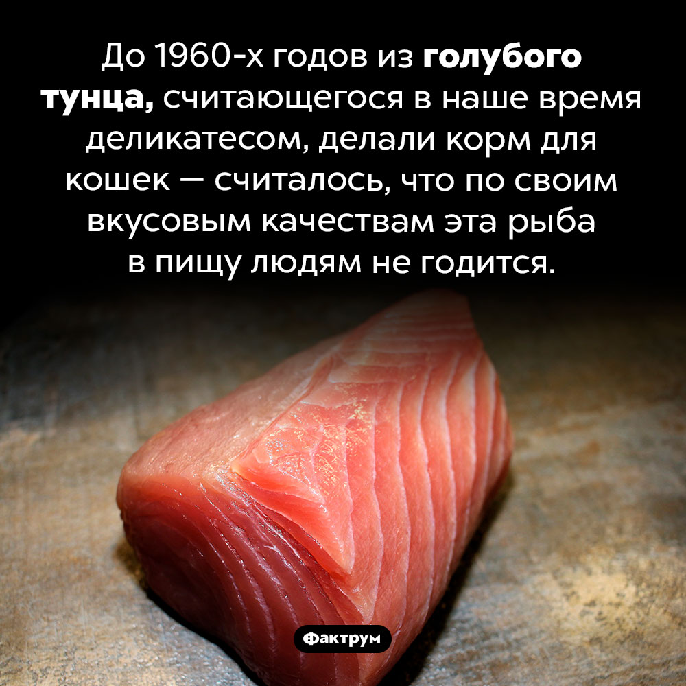 Тунец не всегда считался деликатесом. До 1960-х годов из голубого тунца, считающегося в наше время деликатесом, делали корм для кошек — считалось, что по своим вкусовым качествам эта рыба в пищу людям не годится.