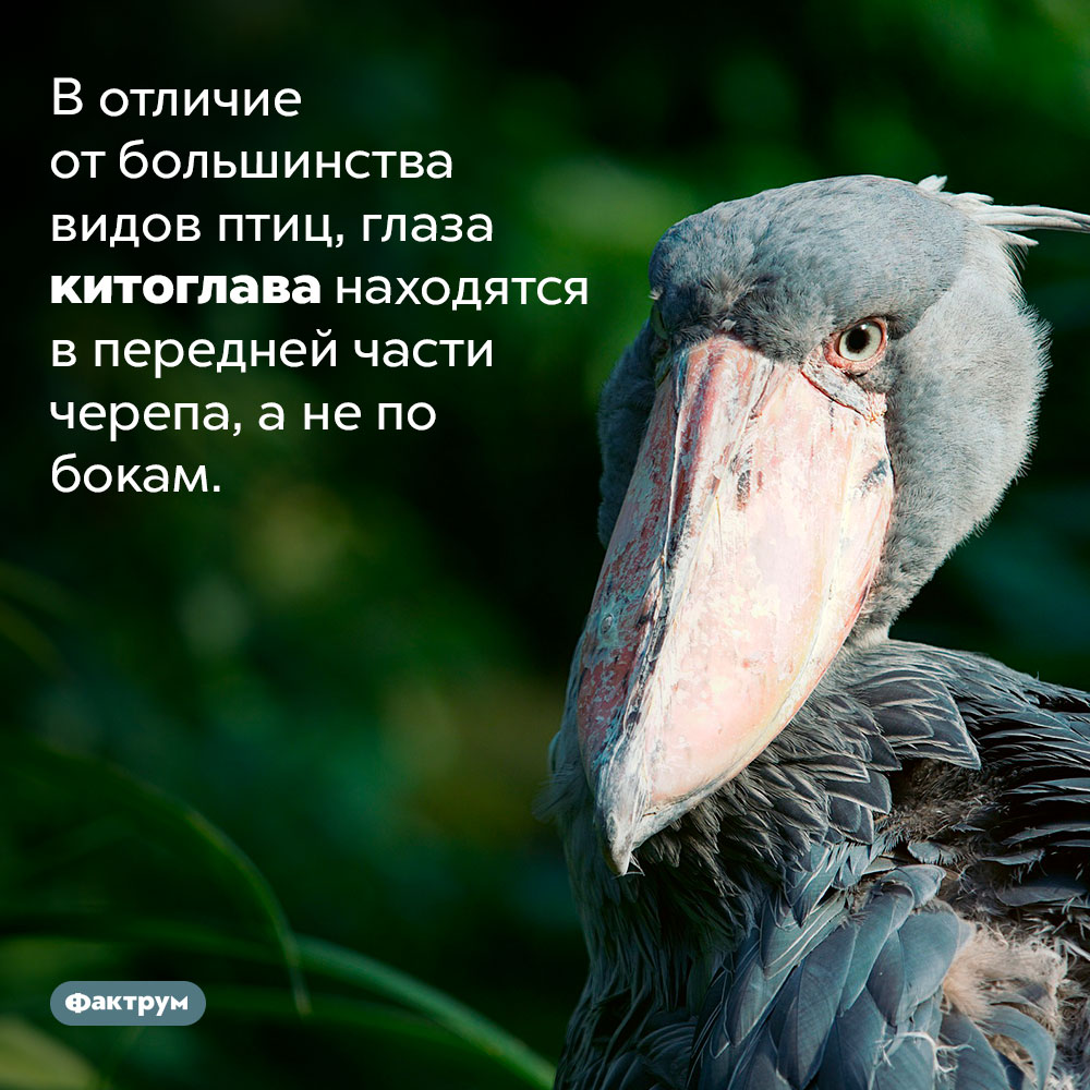 Птица с глазами в передней части черепа. В отличие от большинства видов птиц, глаза китоглава находятся в передней части черепа, а не по бокам.