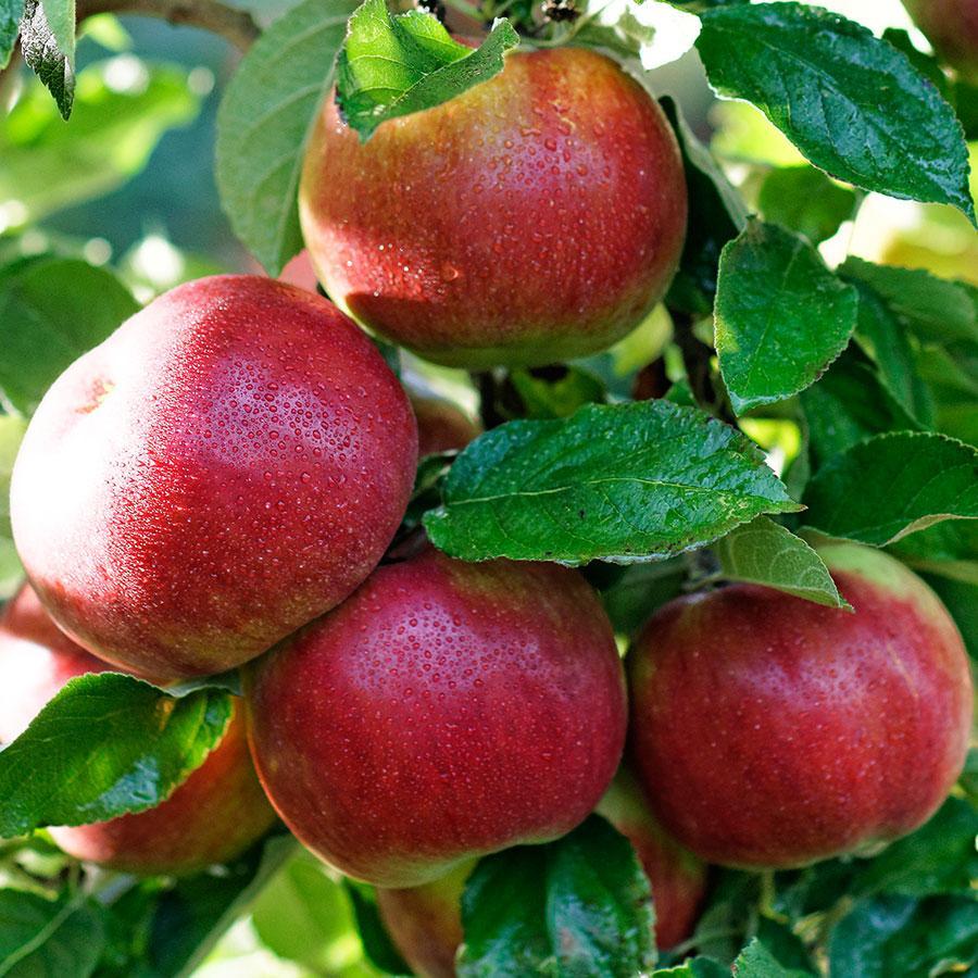 Как выбрать саженцы яблони для посадки?
