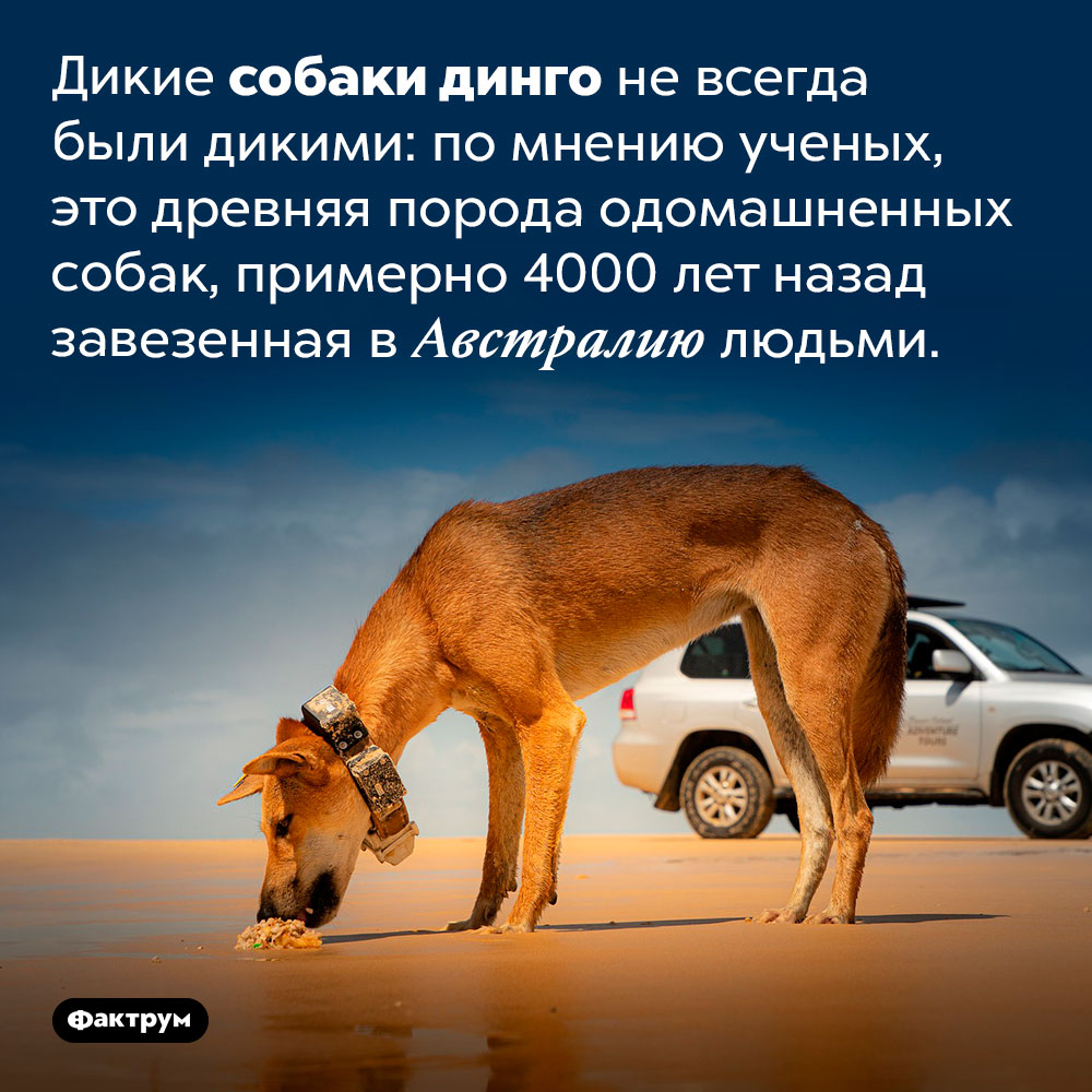 Не очень дикие собаки динго