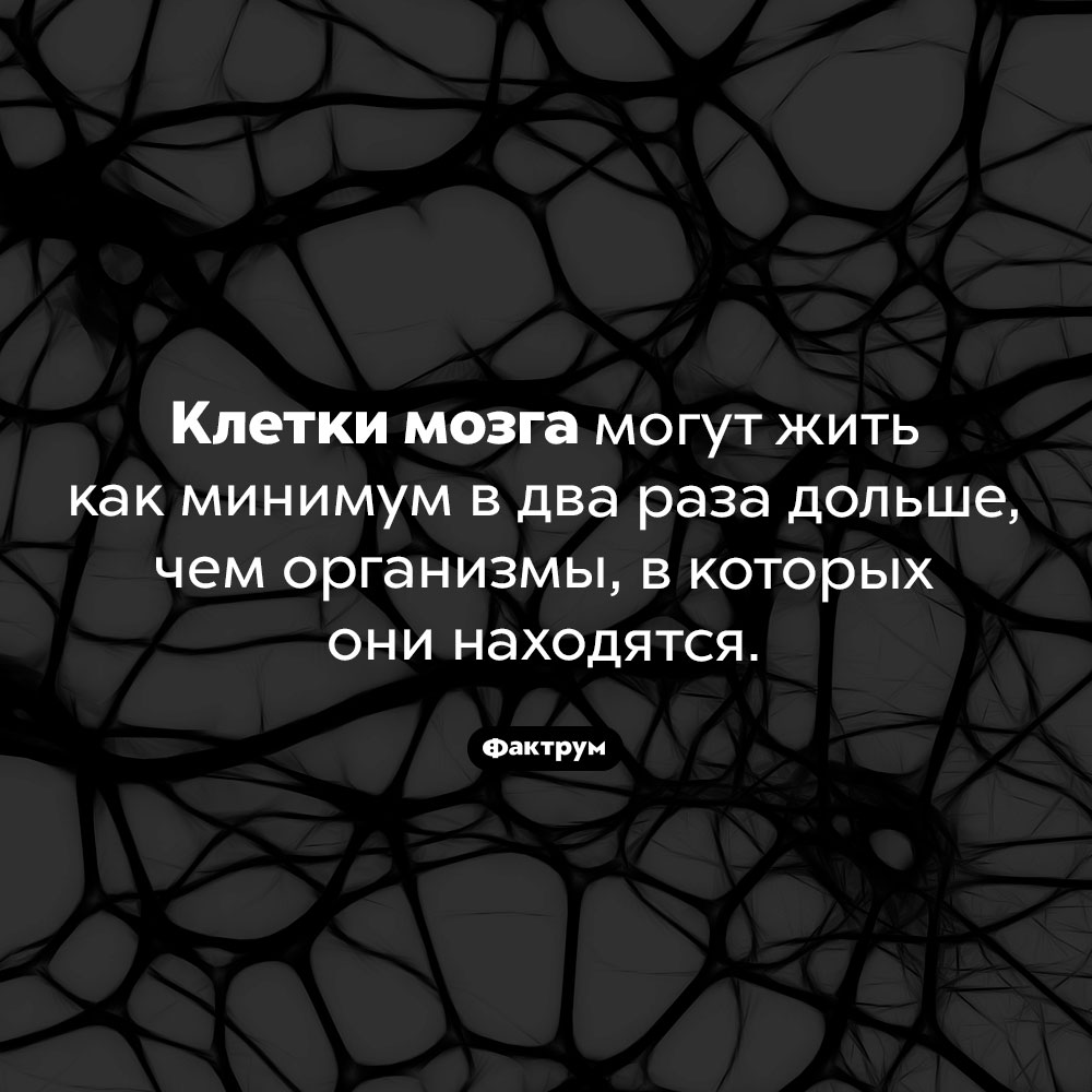 Клетки-долгожители. Клетки мозга могут жить как минимум в два раза дольше, чем организмы, в которых они находятся.