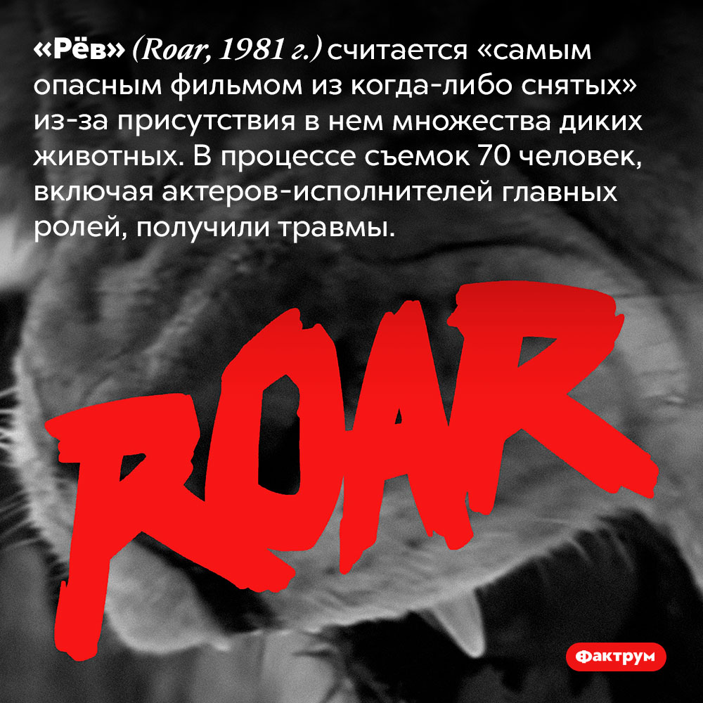 Самый опасный фильм в истории кинематографа. «Рёв» <em>(Roar, 1981 г.)</em> считается «самым опасным фильмом из когда-либо снятых» из-за присутствия в нем множества диких животных. В процессе съемок 70 человек, включая актеров-исполнителей главных ролей, получили травмы.