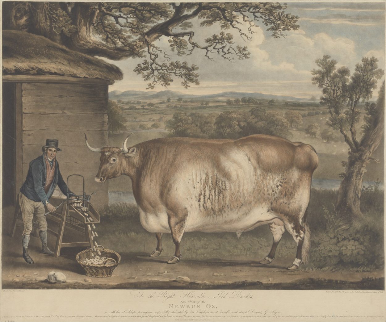 Откуда на британских картинах гигантские коровы