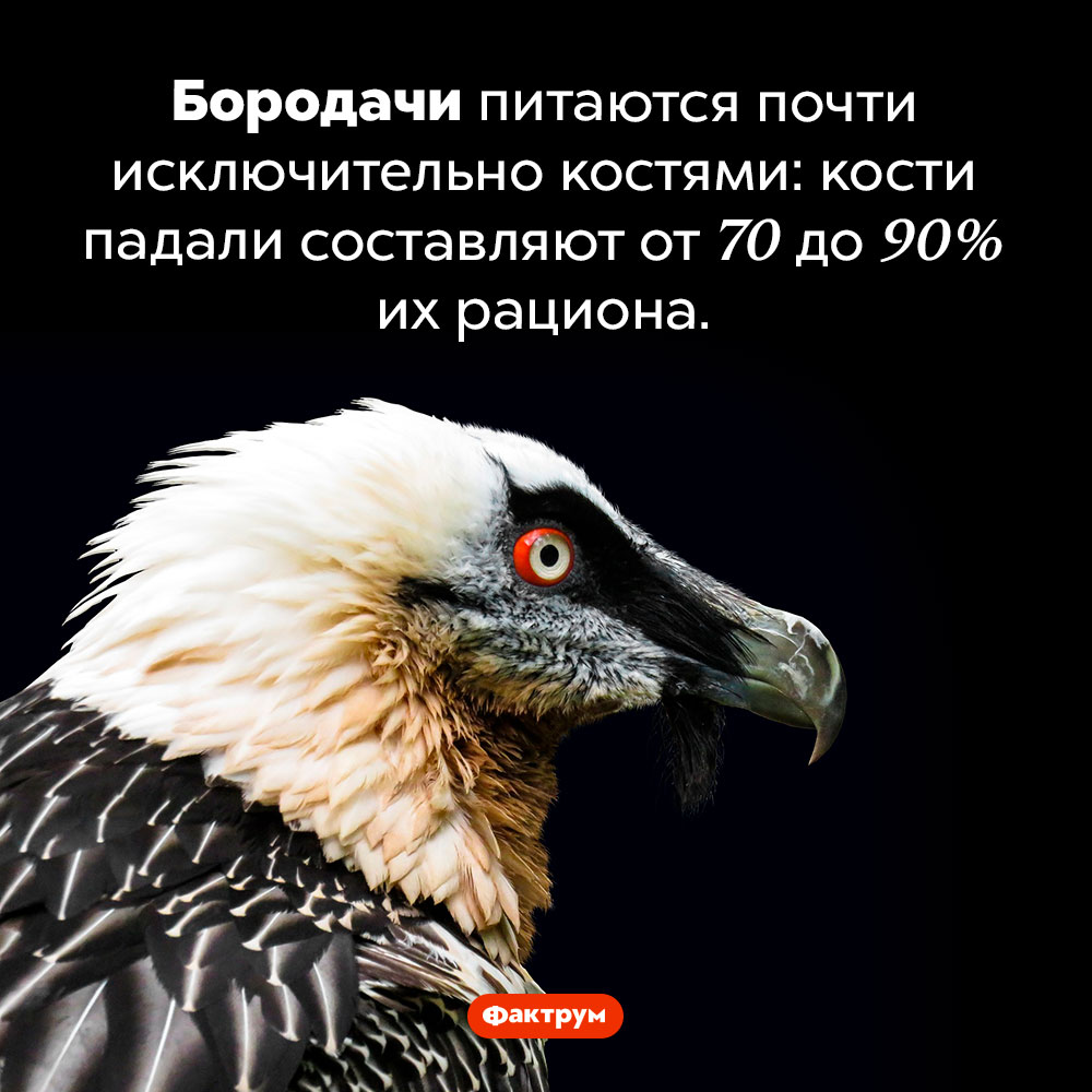 Птицы, питающиеся костями. Бородачи питаются почти исключительно костями: кости падали составляют от 70 до 90% их рациона.