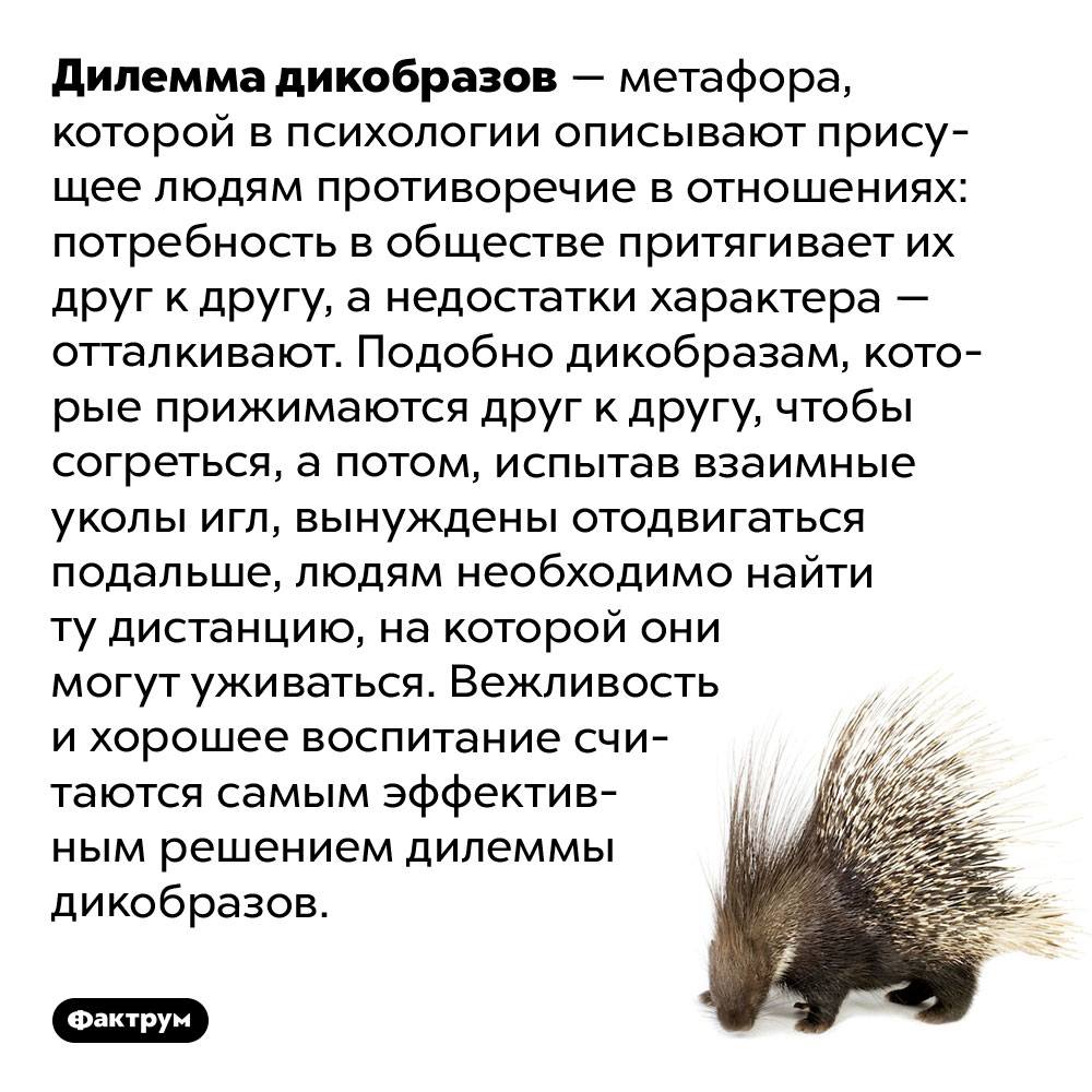 Дилемма дикобразов