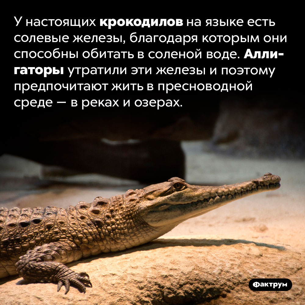 Еще одно отличие крокодилов от аллигаторов. У настоящих крокодилов на языке есть солевые железы, благодаря которым они способны обитать в соленой воде. Аллигаторы утратили эти железы и поэтому предпочитают жить в пресноводной среде — в реках и озерах.
