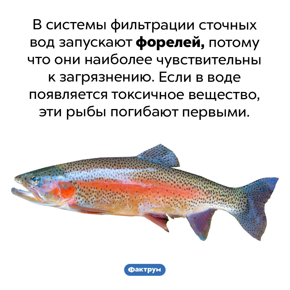 Форель-детектор. В системы фильтрации сточных вод запускают форелей, потому что они наиболее чувствительны к загрязнению. Если в воде появляется токсичное вещество, эти рыбы погибают первыми.