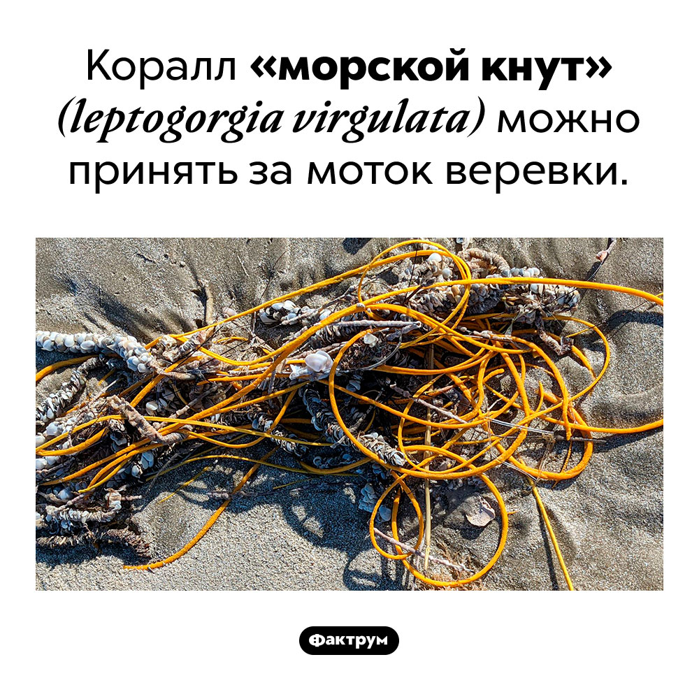 Коралл-верёвка. Коралл «морской кнут» (leptogorgia virgulata) можно принять за моток веревки.
