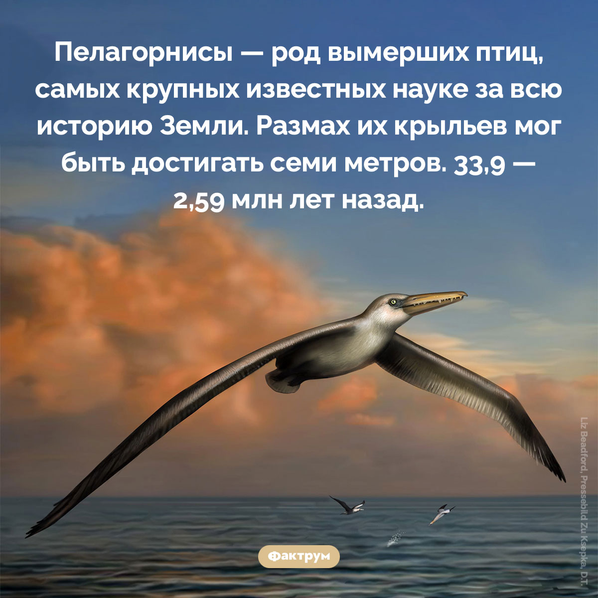 Пелагорнисы. Пелагорнисы — род вымерших птиц, самых крупных известных науке за всю историю Земли. Размах их крыльев мог быть достигать семи метров. 33,9 — 2,59 млн лет назад.