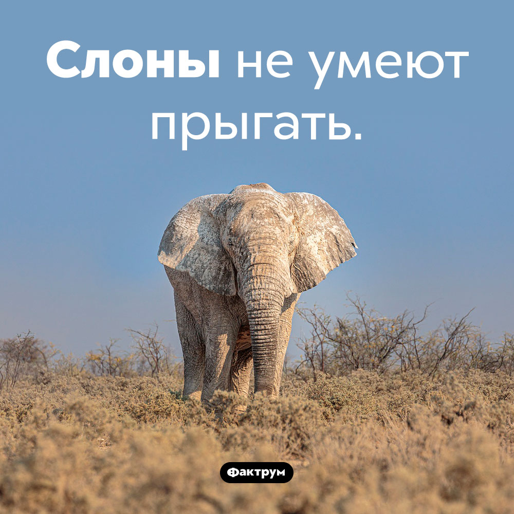 Умеют ли слоны прыгать. Слоны не умеют прыгать.