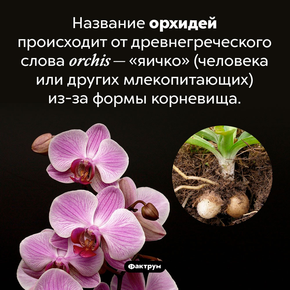 Происхождение слова «орхидея». Название орхидей происходит от древнегреческого слова <em>оrchis —</em> «яичко» (человека или других млекопитающих) из-за формы корней.
