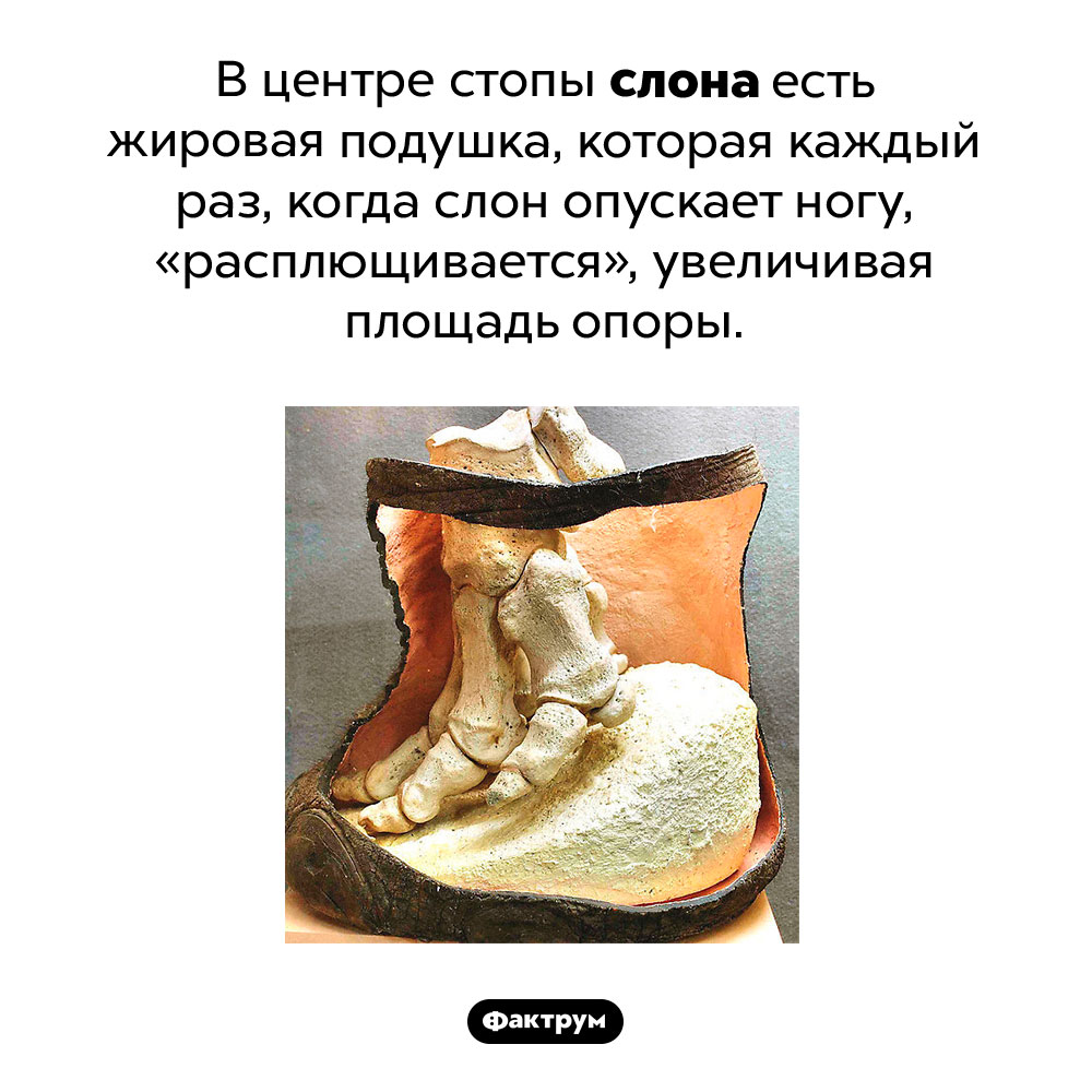 Секрет слоновьей стопы