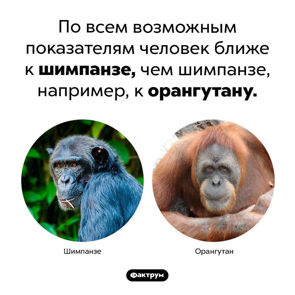 Человек и шимпанзе