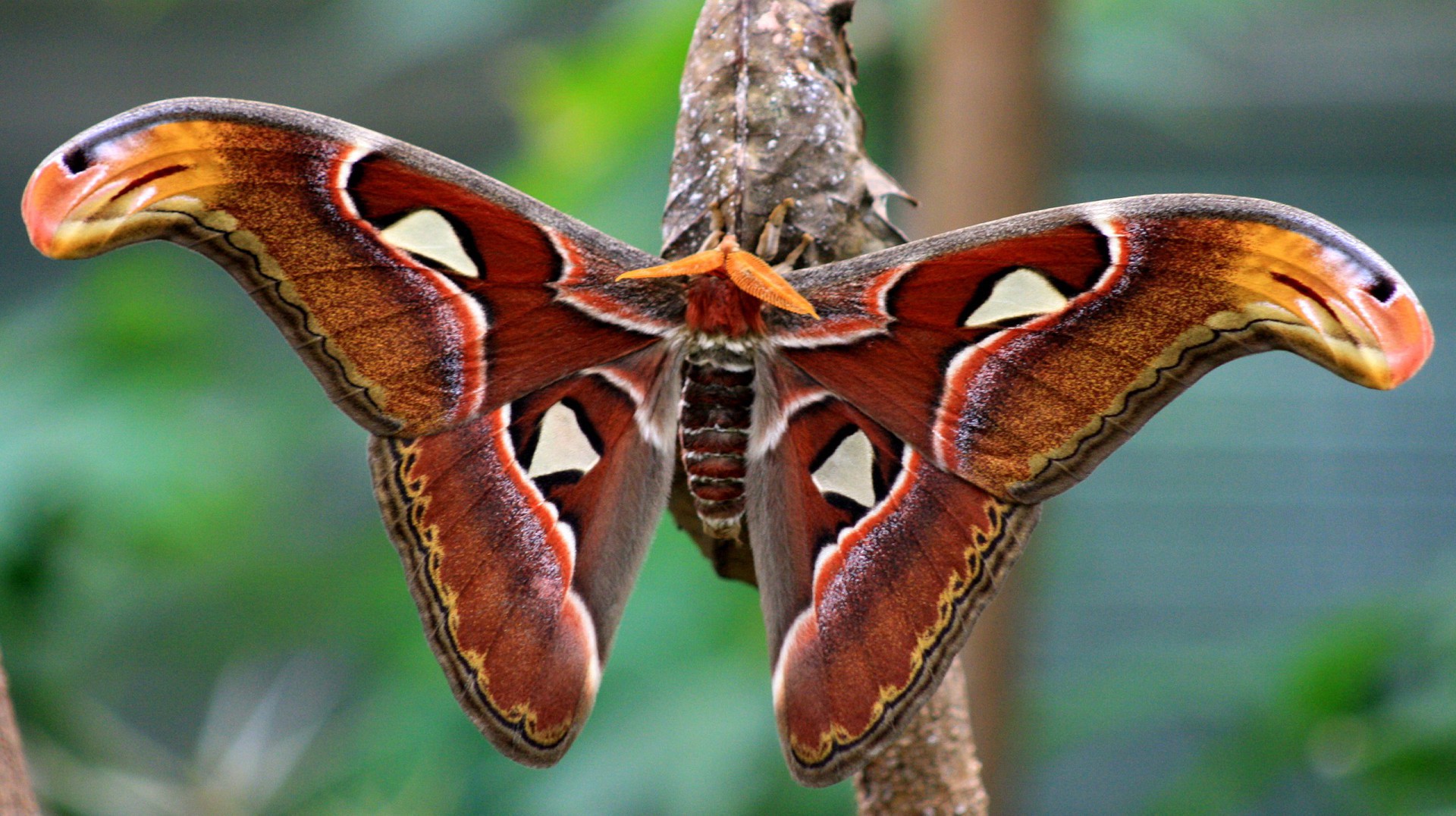 Какавида Атакус Атлас - Butterfly House Varna