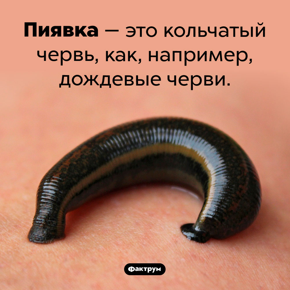 Пиявки — это черви. Пиявка — это кольчатый червь, как, например, дождевые черви.