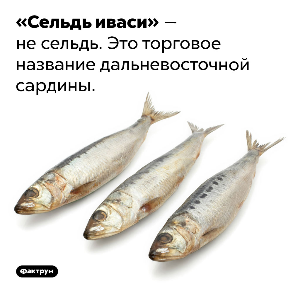 «Сельдь иваси» — не сельдь. «Сельдь иваси» — не сельдь. Это торговое название дальневосточной сардины.