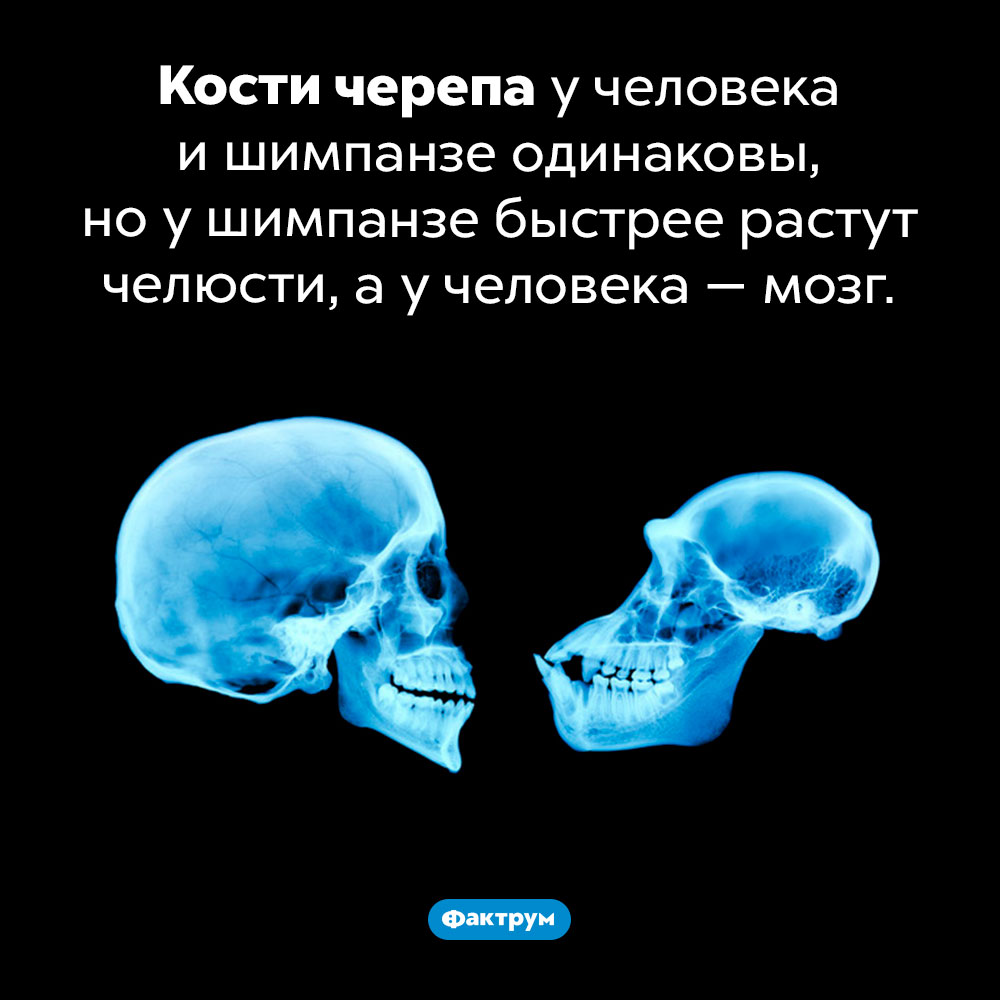 Разница между черепом человека и шимпанзе. Кости черепа у человека и шимпанзе одинаковы, но у шимпанзе быстрее растут челюсти, а у человека — мозг.