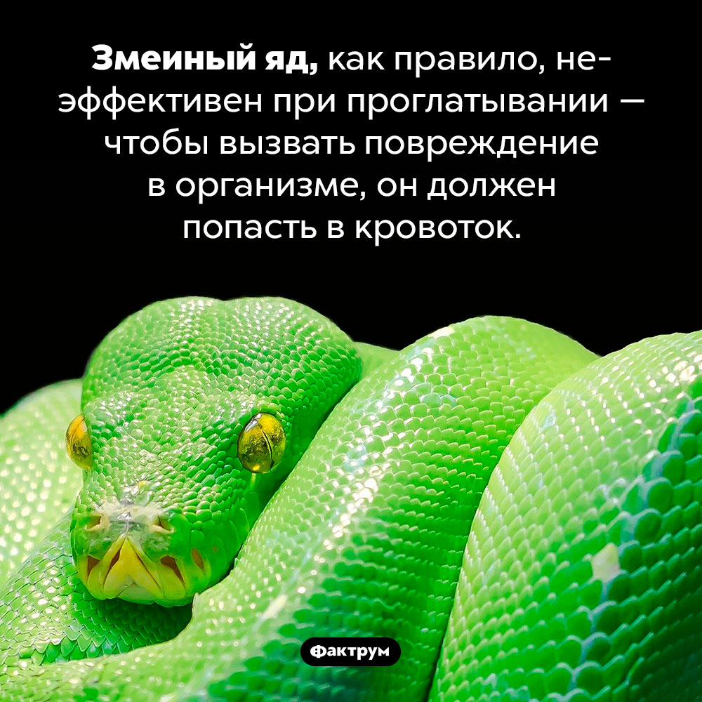 Особенность змеиного яда. Змеиный яд, как правило, неэффективен при проглатывании — чтобы вызвать повреждение в организме, он должен попасть в кровоток.