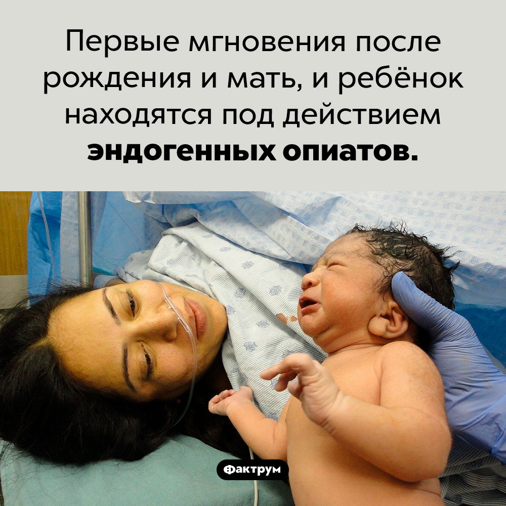 Естественная анестезия. Первые мгновения после рождения и мать, и ребёнок находятся под действием эндогенных опиатов.