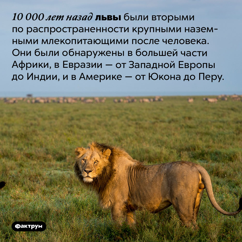 Львы 10 000 лет назад. 10 000 лет назад львы были вторыми по распространенности крупными наземными млекопитающими после человека. Они были обнаружены в большей части Африки, в Евразии — от Западной Европы до Индии, и в Америке — от Юкона до Перу.