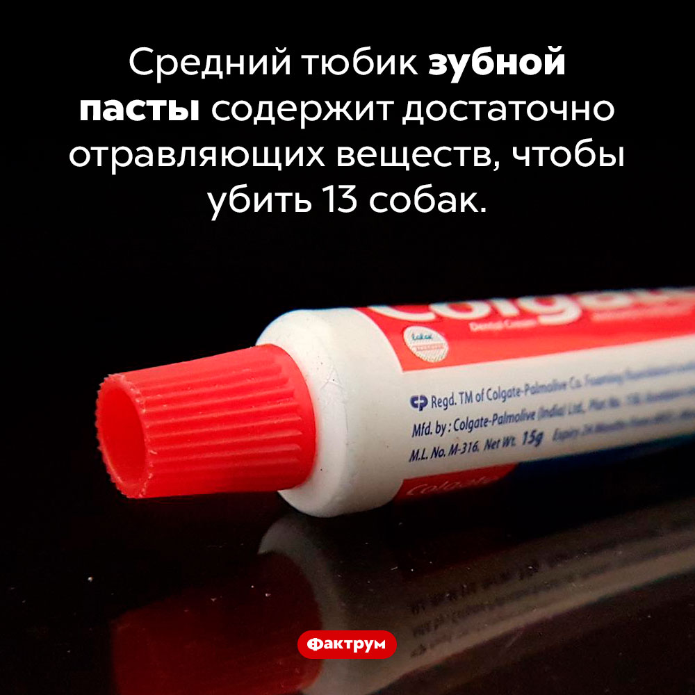 Зубная паста ядовита для собак. Средний тюбик зубной пасты содержит достаточно отравляющих веществ, чтобы убить 13 собак.