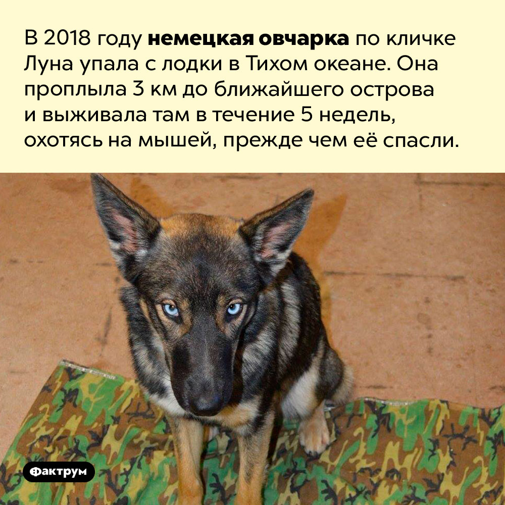 Робинзон Собако