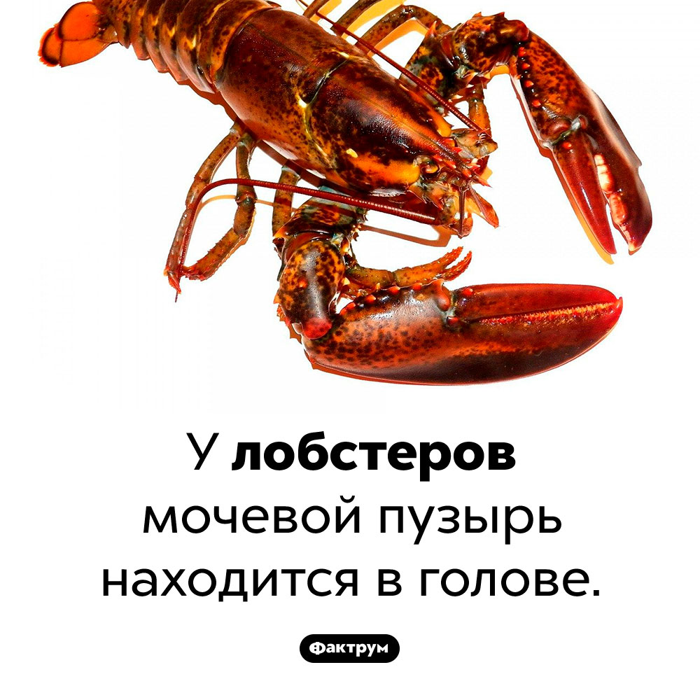 Как правильно есть раков - лучшие советы от Красти Рак Стадии развития онкологического заболевания