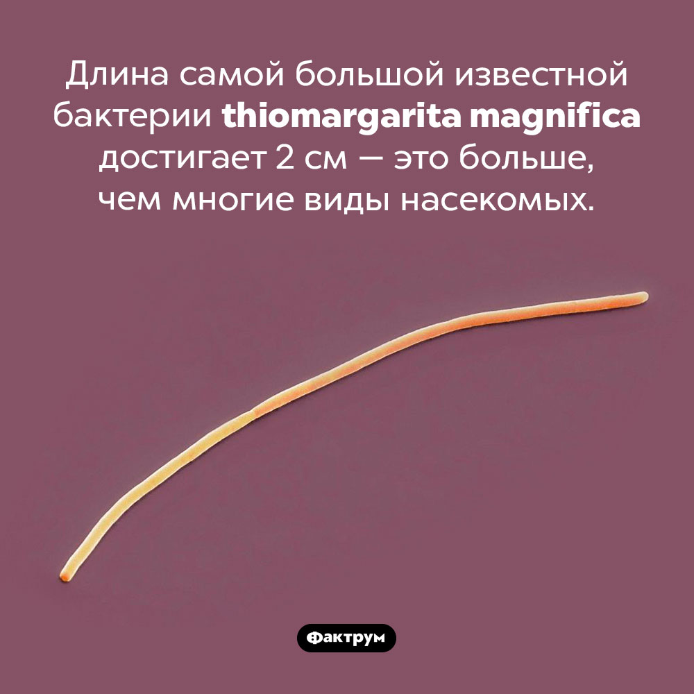 Самая большая бактерия. Длина самой большой известной бактерии thiomargarita magnifica достигает 2 см — это больше, чем многие виды насекомых.