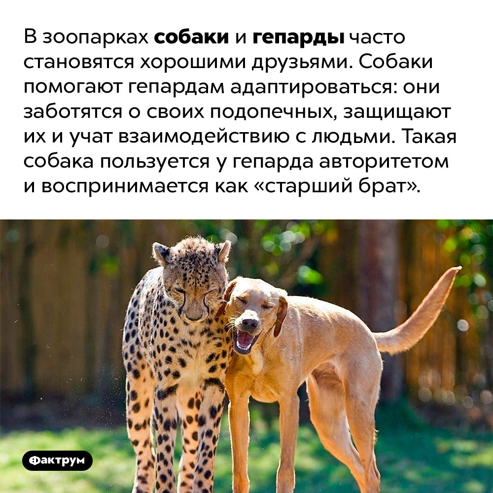 Собаки и гепарды — хорошие друзья
