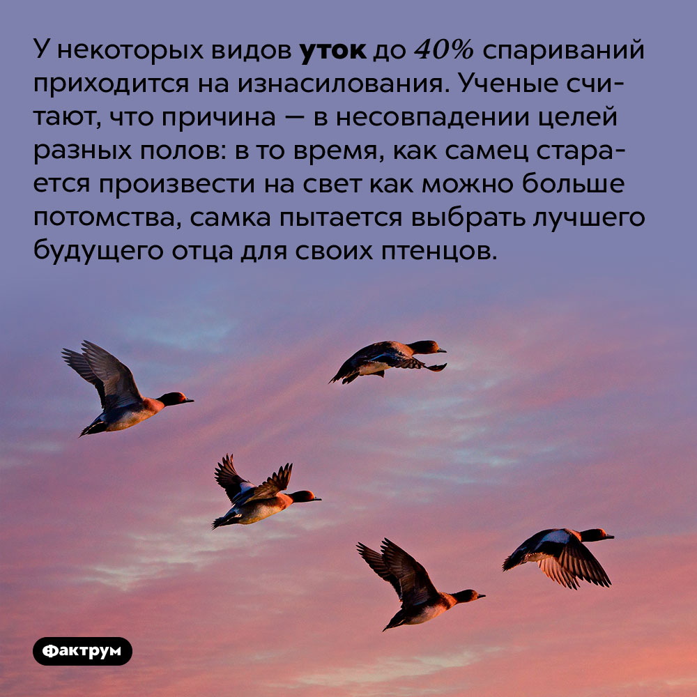 Утиное недопонимание. У некоторых видов уток до 40% спариваний приходится на изнасилования. Ученые считают, что причина — в несовпадении целей разных полов: в то время, как самец старается произвести на свет как можно больше потомства, самка пытается выбрать лучшего будущего отца для своих птенцов.