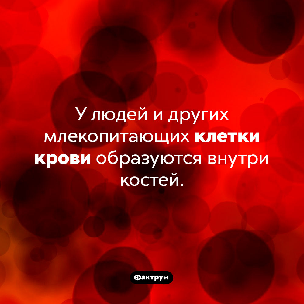 Где образуются клетки крови