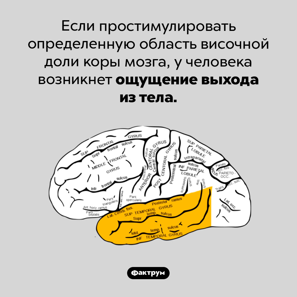 Как вызвать чувство выхода из тела. Если простимулировать определенную область височной доли коры мозга, у человека возникнет ощущение выхода из тела.