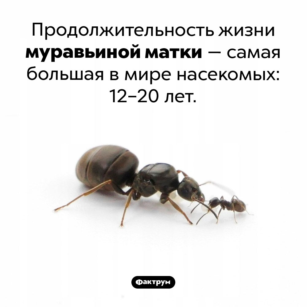 Кто из насекомых живет дольше всех. Продолжительность жизни муравьиной матки — самая большая в мире насекомых: 12-20 лет.