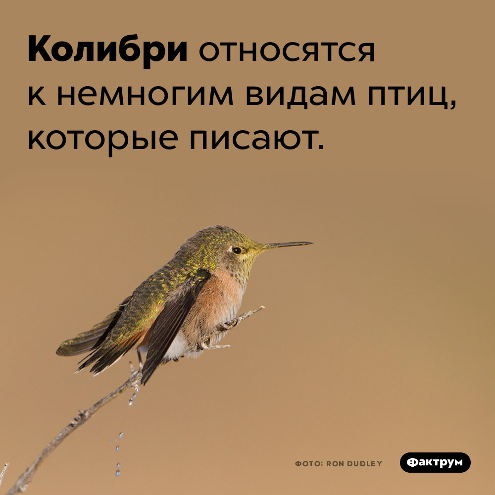 Колибри способны к мочеиспусканию. Колибри относятся к немногим видам птиц, которые писают.