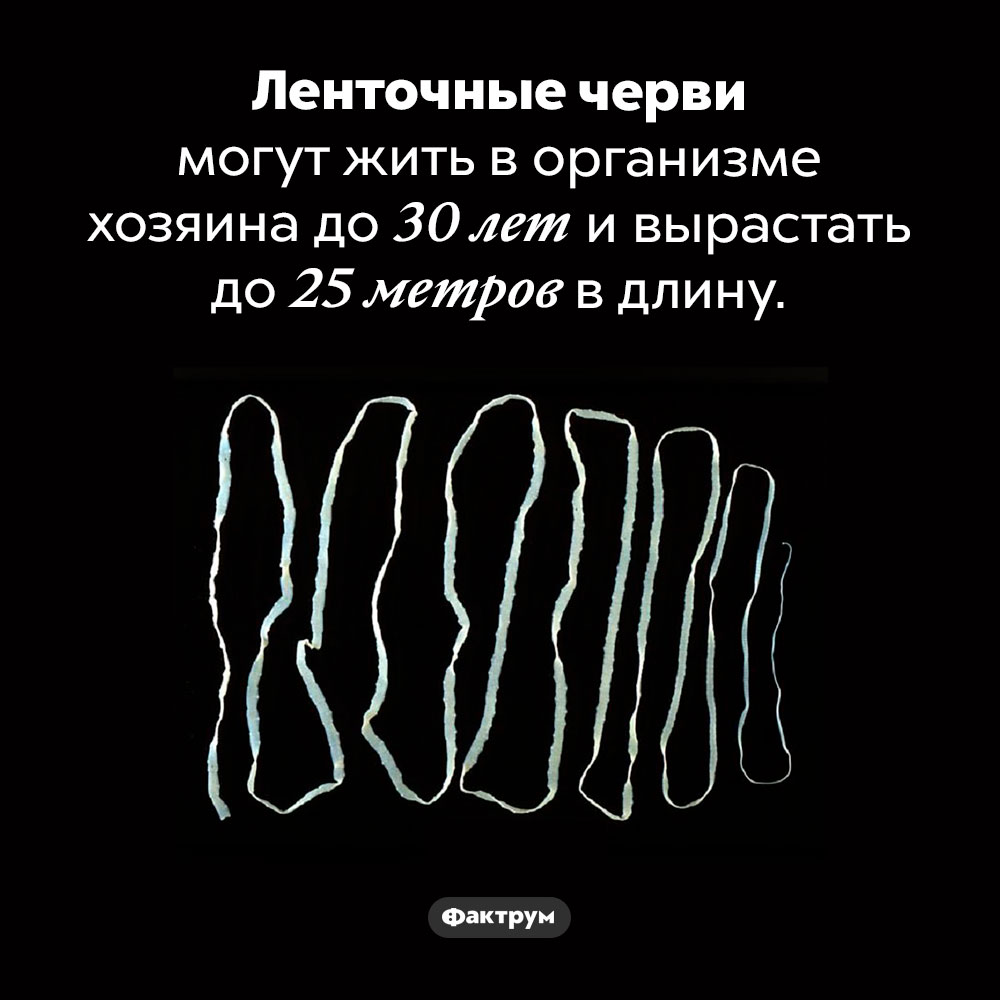 Сколько лет ленточный червь может прожить в теле хозяина. Ленточные черви могут жить в организме хозяина до 30 лет и вырастать до 25 метров в длину.