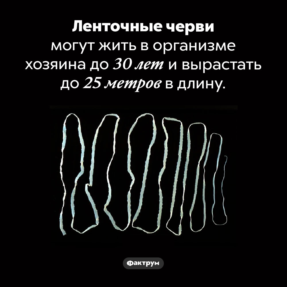 Сколько лет ленточный червь может прожить в теле хозяина. Ленточные черви могут жить в организме хозяина до 30 лет и вырастать до 25 метров в длину.