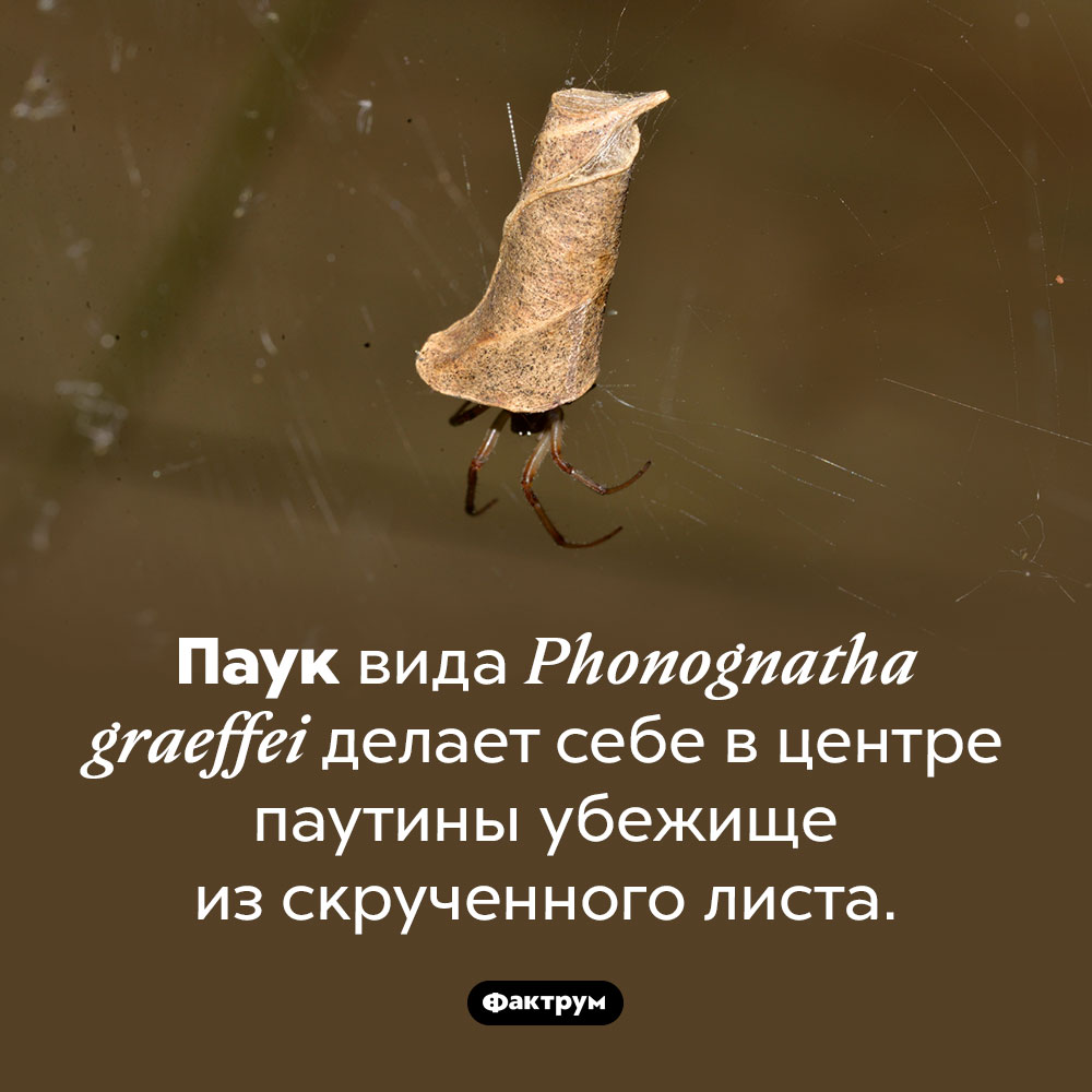 Паук, скручивающий листья. Паук вида <em>Phonognatha graeffei</em> делает себе в центре паутины убежище из скрученного листа.