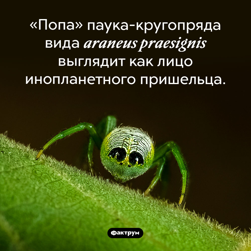 Лицо пришельца на «попе» паука. «Попа» паука-кругопряда вида <em>araneus praesignis</em> выглядит как лицо инопланетного пришельца.