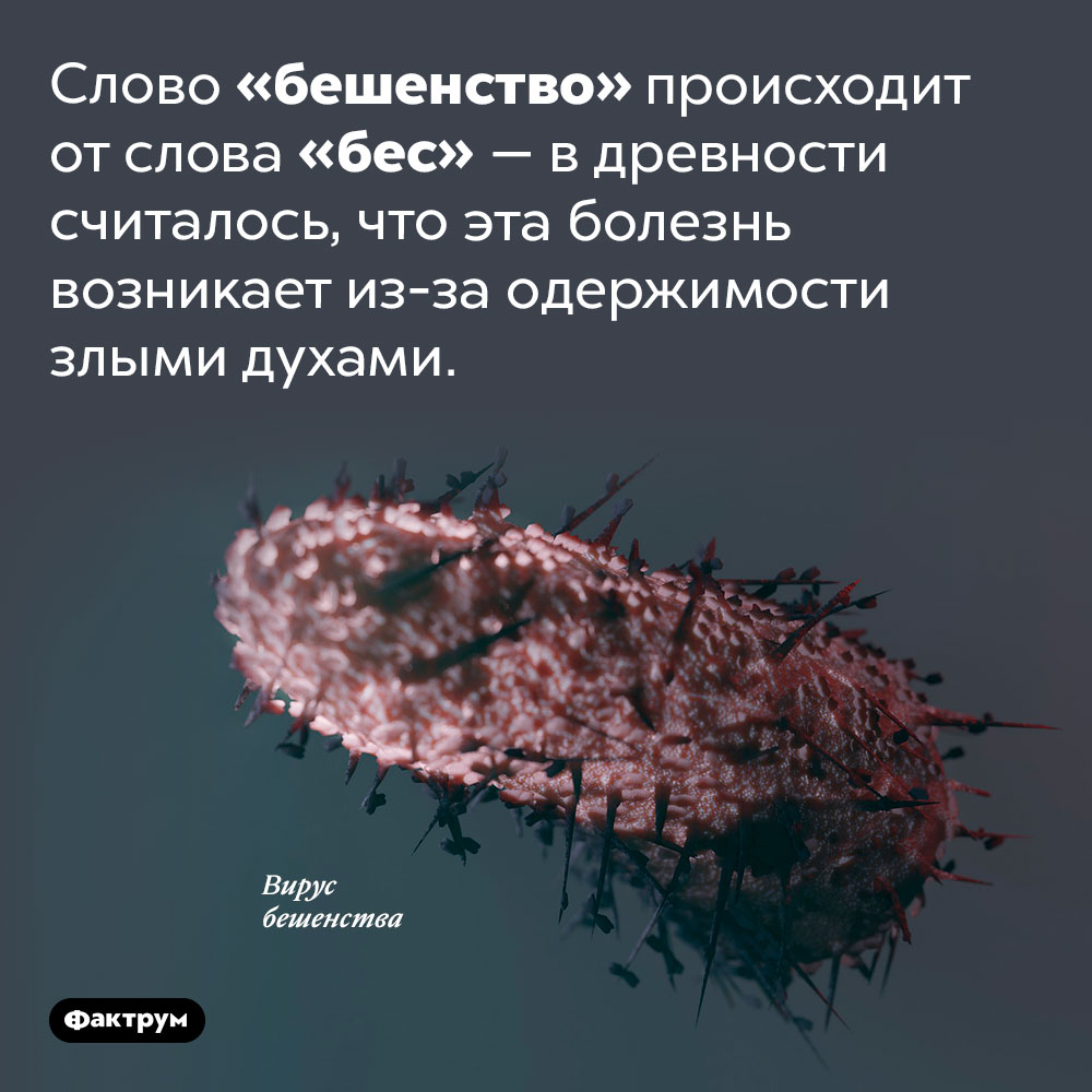 Происхождение слова «бешенство». Слово «бешенство» происходит от слова «бес» — в древности считалось, что эта болезнь возникает из-за одержимости злыми духами.