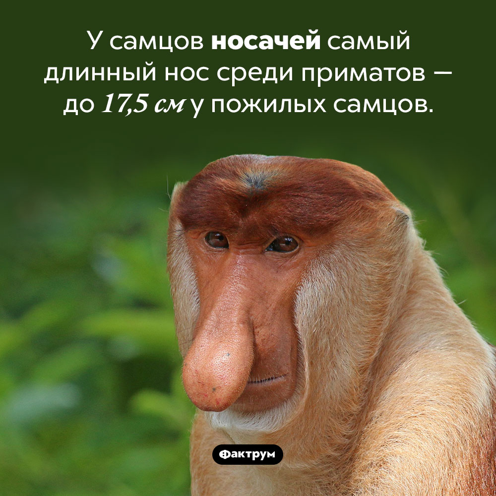 У кого из приматов самый длинный нос. У самцов носачей самый длинный нос среди приматов — до 17,5 см у пожилых самцов.