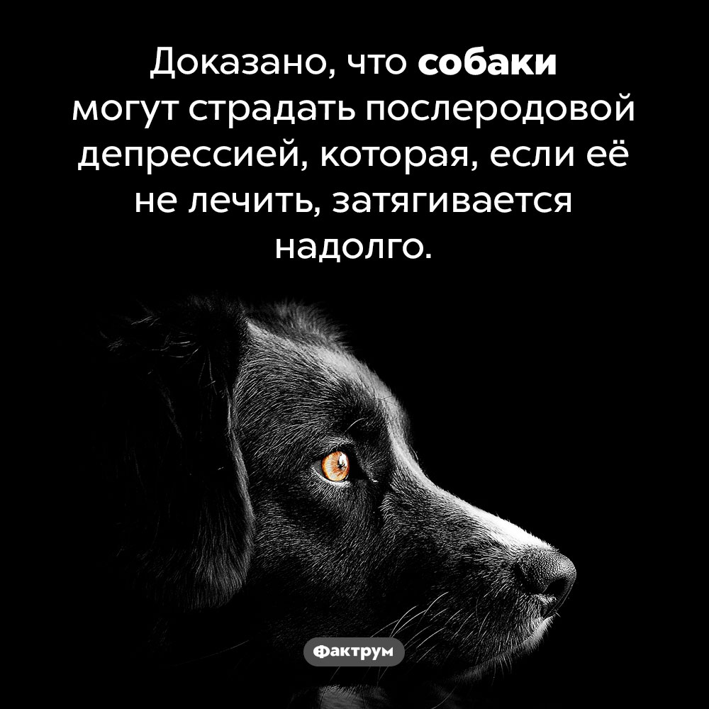 Собачья послеродовая депрессия. Доказано, что собаки могут страдать послеродовой депрессией, которая, если её не лечить, затягивается надолго.